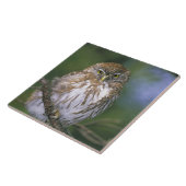 Chile, Aysen. Juvenile Autral Pygmy Owl Fliese (Seite)