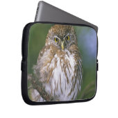 Chile, Aysen. Juvenile Autral Pygmy Owl Laptopschutzhülle (Vorne Rechts)