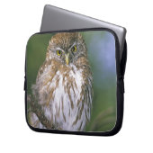 Chile, Aysen. Juvenile Autral Pygmy Owl Laptopschutzhülle (Vorderseite Links)