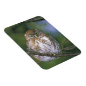 Chile, Aysen. Juvenile Autral Pygmy Owl Magnet (Rechte Seite)