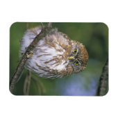 Chile, Aysen. Juvenile Autral Pygmy Owl Magnet (Horizontal)