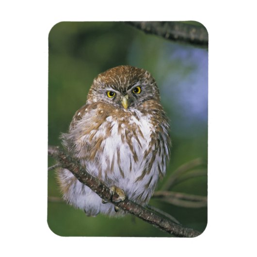 Chile, Aysen. Juvenile Autral Pygmy Owl Magnet (Vertikal)