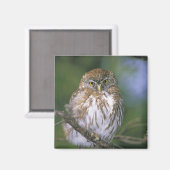 Chile, Aysen. Juvenile Autral Pygmy Owl Magnet (Vorderseite/Rückseite)