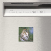 Chile, Aysen. Juvenile Autral Pygmy Owl Magnet (In Situ (Geschirrspüler))