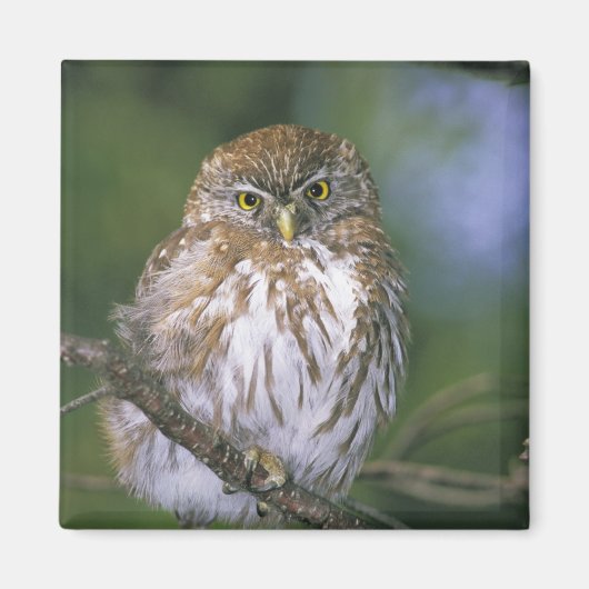 Chile, Aysen. Juvenile Autral Pygmy Owl Magnet (Vorne)
