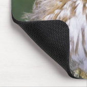 Chile, Aysen. Juvenile Autral Pygmy Owl Mousepad (Ecke)