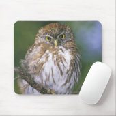 Chile, Aysen. Juvenile Autral Pygmy Owl Mousepad (Mit Mouse)