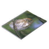 Chile, Aysen. Juvenile Autral Pygmy Owl Notizblock (Linke Seite)