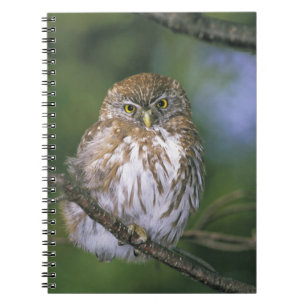 Chile, Aysen. Juvenile Autral Pygmy Owl Notizblock