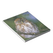 Chile, Aysen. Juvenile Autral Pygmy Owl Notizblock (angewinkelt)