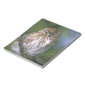 Chile, Aysen. Juvenile Autral Pygmy Owl Notizblock (Rotiert)