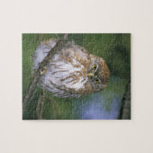 Chile, Aysen. Juvenile Autral Pygmy Owl Puzzle (Horizontal)