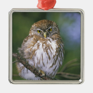 Chile, Aysen. Juvenile Autral Pygmy Owl Silbernes Ornament