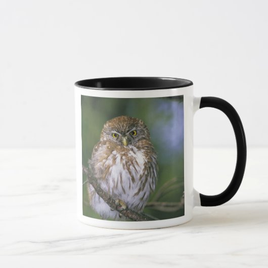 Chile, Aysen. Juvenile Autral Pygmy Owl Tasse (Rechts)