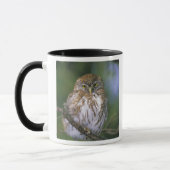 Chile, Aysen. Juvenile Autral Pygmy Owl Tasse (Links)