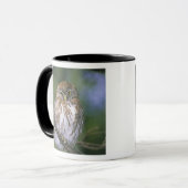 Chile, Aysen. Juvenile Autral Pygmy Owl Tasse (Vorderseite Links)