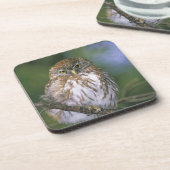 Chile, Aysen. Juvenile Autral Pygmy Owl Untersetzer (Linke Seite)
