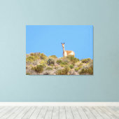 Chile Llama Canvas Print Leinwanddruck (Insitu (Holzboden))
