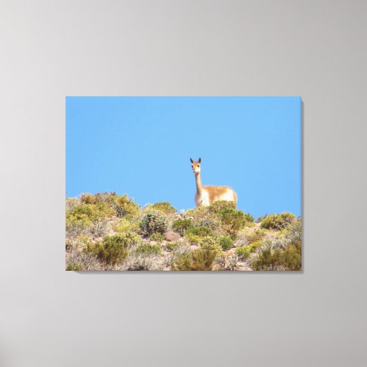 Chile Llama Canvas Print Leinwanddruck (Vorderseite)