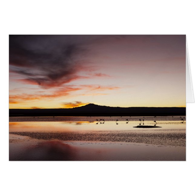 Chilean Flamingo (Vorderseite (Horizontal))