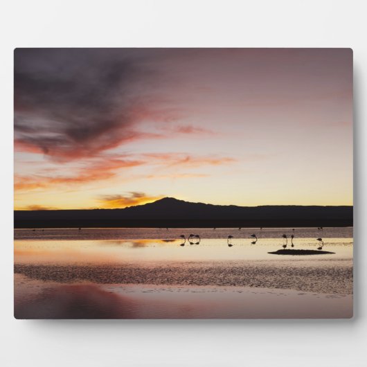 Chilean Flamingo Fotoplatte (Vorderseite)