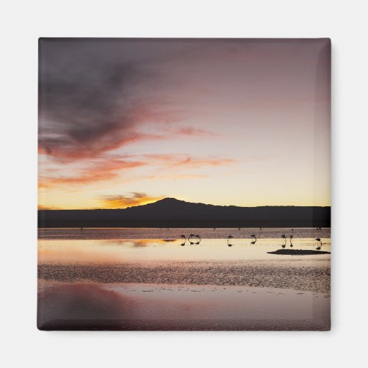 Chilean Flamingo Magnet (Vorne)