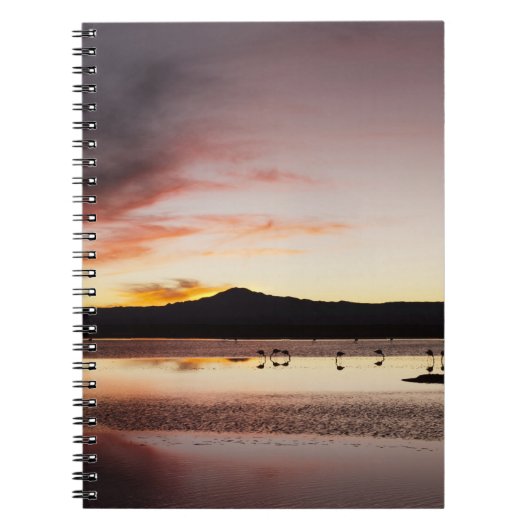 Chilean Flamingo Notizblock (Vorderseite)