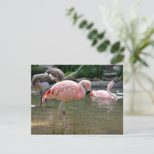 Chilean Flamingo Postkarte (Stehend Vorderseite)
