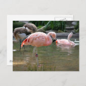 Chilean Flamingo Postkarte (Vorne/Hinten)