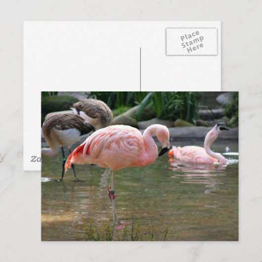 Chilean Flamingo Postkarte (Vorne/Hinten)