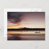 Chilean Flamingo Postkarte (Vorne/Hinten)