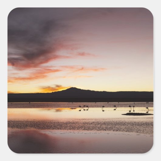 Chilean Flamingo Quadratischer Aufkleber (Vorderseite)