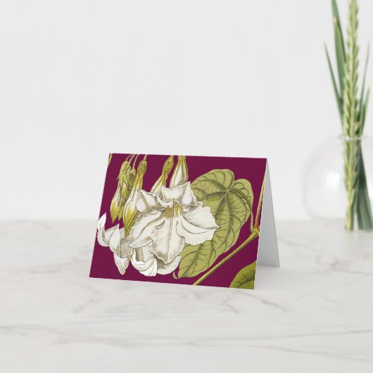 Chilean Mountain Jasmine Note Card Karte (Vorderseite)