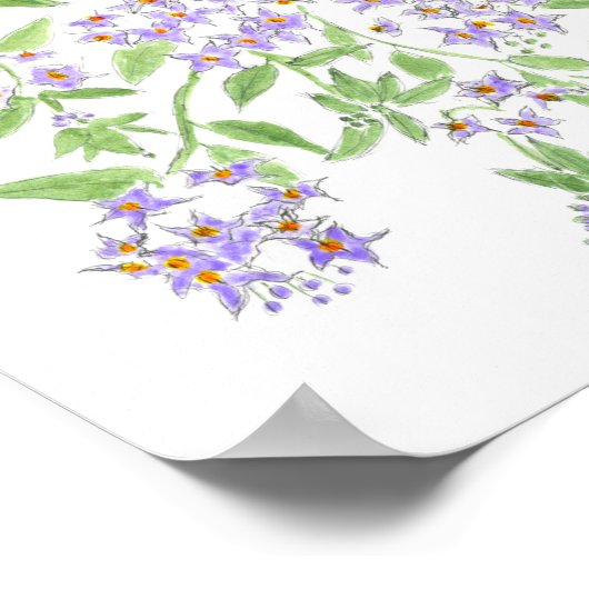 Chilean potato tree  poster (Ecke)