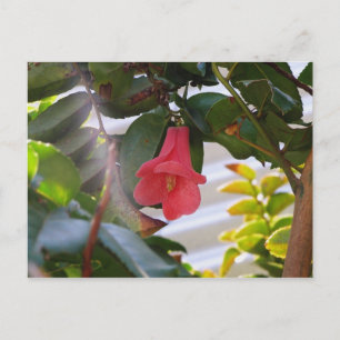 Chilen nationale Blume Postkarte