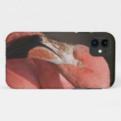 Chilenische Flamingo, Phoenicopterus chilensis Case-Mate iPhone Hülle (Rückseite (Horizontal))