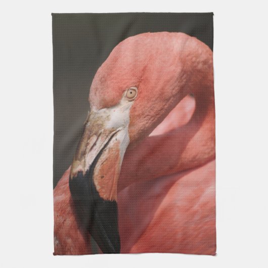 Chilenische Flamingo, Phoenicopterus chilensis Handtuch (Vertikal)