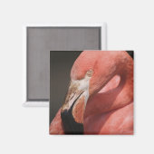 Chilenische Flamingo, Phoenicopterus chilensis Magnet (Vorderseite/Rückseite)