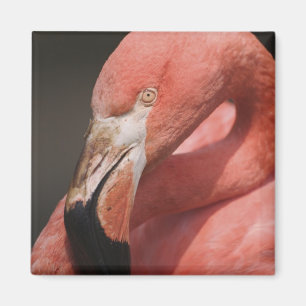 Chilenische Flamingo, Phoenicopterus chilensis Magnet