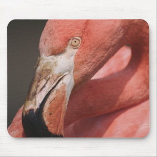 Chilenische Flamingo, Phoenicopterus chilensis Mousepad