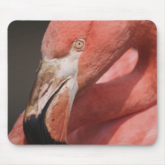 Chilenische Flamingo, Phoenicopterus chilensis Mousepad (Vorne)