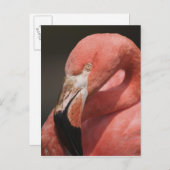 Chilenische Flamingo, Phoenicopterus chilensis Postkarte (Vorne/Hinten)