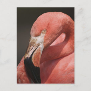 Chilenische Flamingo, Phoenicopterus chilensis Postkarte