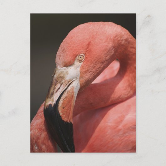 Chilenische Flamingo, Phoenicopterus chilensis Postkarte (Vorderseite)