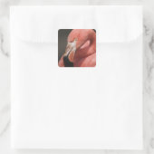 Chilenische Flamingo, Phoenicopterus chilensis Quadratischer Aufkleber (Tasche)