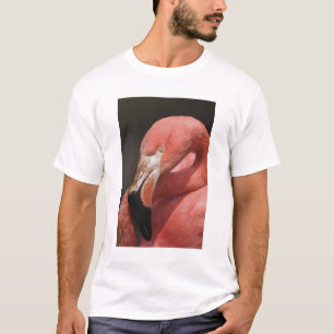 Chilenische Flamingo, Phoenicopterus chilensis T-Shirt