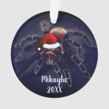 Chilenische Rose Haar Tarantula in Weihnachtsmann