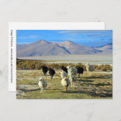 chilenische Schafkarte (Vorne/Hinten)