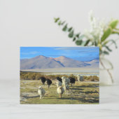 chilenische Schafkarte (Stehend Vorderseite)