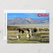 chilenische Schafkarte (Vorne/Hinten)